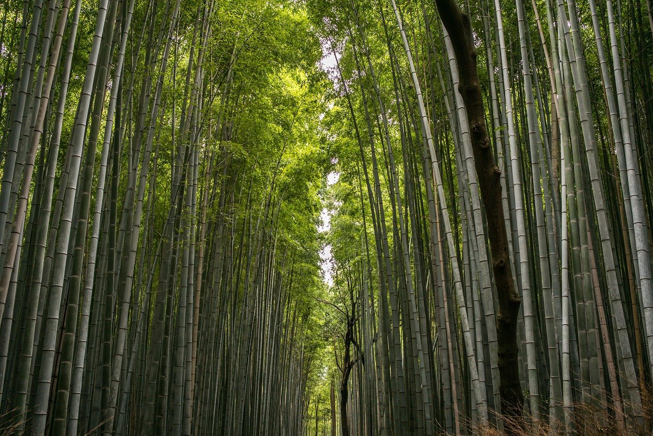 bamboo-3870863_1280